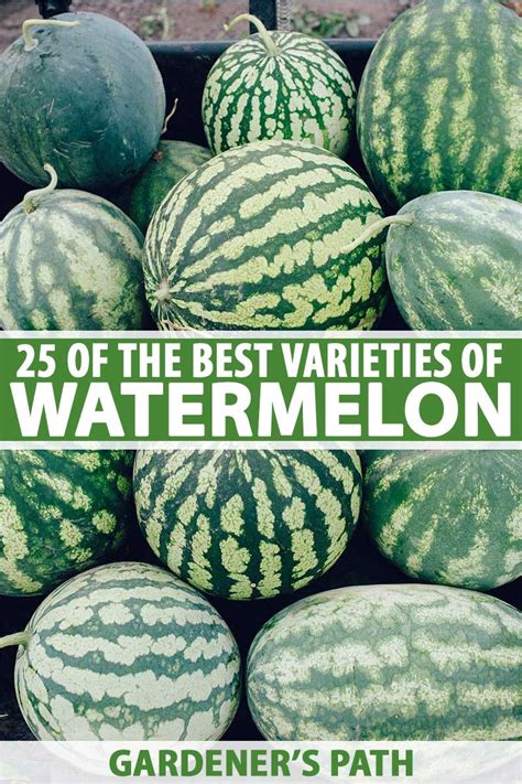 melons tue|33 of the Best Melon Varieties